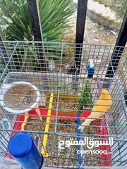  1 ذكرين كنار جاهزات بالصلاة على النبي