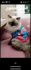  4 قطه للبيع شيرازي  سكان عين الباشا