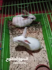  3 ارانب عدد 2 مع قفص فرنسي لون ابيض ، لعدم التفرغ