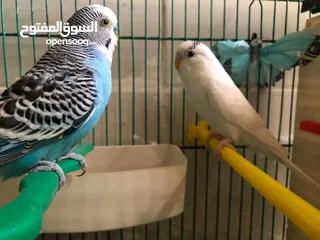  6 جوزين طيور حب مع قفص قابل لا التقسيم و كوخين