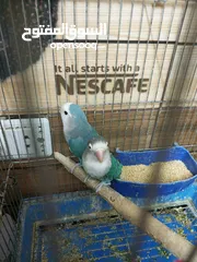  3 جوز روز للبيع او للبدل شغلات ميه بل ميه