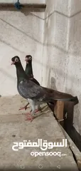  6 حمام شلبي جواز نخب أول