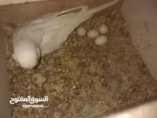  15 3 جواز حب مع فراخ  بيض مقفصات للبيع