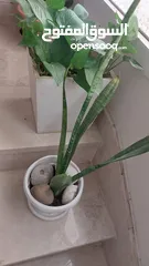  5 indoor plant