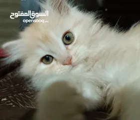  5 قطط ذكور عمر 3 اشهر واحد همالايا شوكليت بلو بوينت وواحد بريتش ريد عيون خضراء والاتنين شعر طويل ناعم