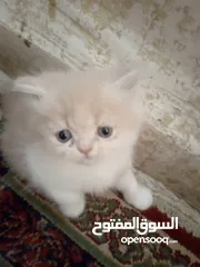  8 قطط للبيع همالايا للبيع ما شاء الله