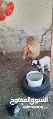  5 نعجه للبيع وراها عابوك عمان جاوا