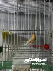  17 طيور كنار للبيع