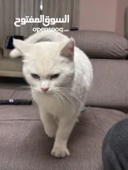  3 قط الانجورا التركي ابيضّ