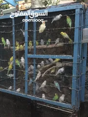  4 عرض خاص طيور حب جواز كلها شغالة اهالي فراخ ومكفولة شهر كامل باذن الله ، نقي اي جوز واي لون بعجبك
