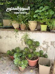  3 زريعة للبيع عدد 250 قوار مشكلات