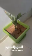  4 متوفر 10 شجرات سايكس ملوكي متوفر التوصيل
