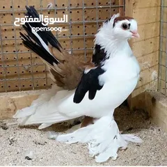  1 مطلوب حمام لبيع تعز