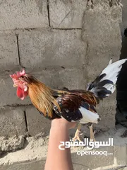  2 سلام عليكم ديچين للبيع