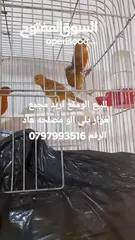  24 صلات النبي كوم كنار للبيع صحه ونضافه والوان بجنن