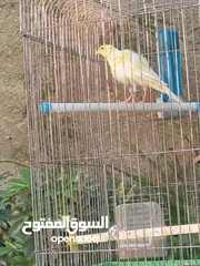  2 طيره للبيع