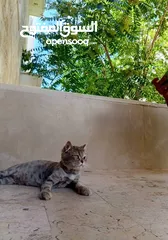  4 قطه شانشيلا أنثى حامل من بلدي مكس على وجه ولاده لون سكني عمر القطه 7 أشهر قطه جميله ومنزليه ومابتوسخ