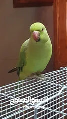  10 طيره دره جاهزه شبه أليفه