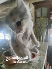  2 بسة للتبني