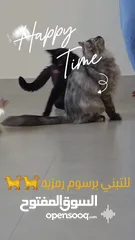  12 قطط كبيرة للتبني انواع مكس