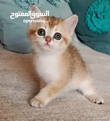  12 قطط سكوتش فولد + ستريت الوان مختلفه واعمار مختلفه الاسعار من ابتداء من  70ل 120  اناث وذكور اهالي