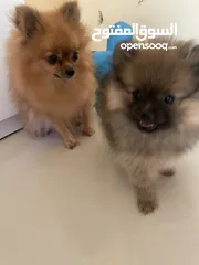  9 pomeranian female dog 2 months old كلب بومانارين انثى العمر شهرين للبيع