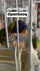  2 طير لوري رينبو