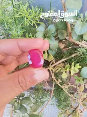  4 ياقوت روبي طبيعي