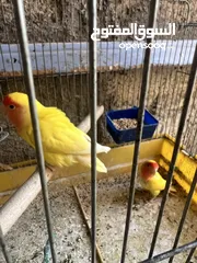  3 جوز روز لاتينيو انتاج ماكينة صلاة نبي