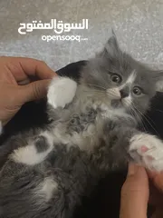  2 لونا النوع شيرازي هملايا انثى عمر شهرين