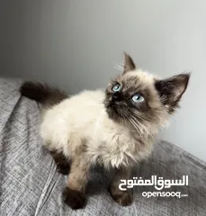  3 قطه هملايا للبيع