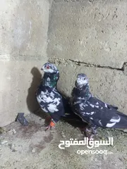  4 الحمام البيع في السلط