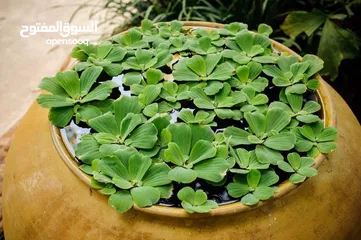  14 سمك ، نبات طافي طبيعي لأحواض السمك (مفيد للـ سمك) من نوع Dwarf water lettuce