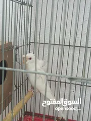  3 جوز هوغو رومو للبيع صحه ونظافه لجوز عين حمرا لذكر لون بسكوتي والانثى لون ابيض مع فرخ عمر شهر تقريبا