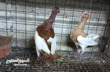  5 حمام الماني نخب جواز وفردات