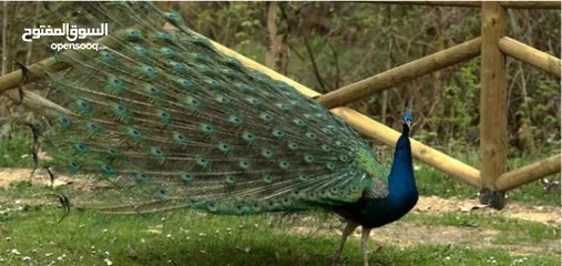  1 مطلوووووووب طاووس للبيع ذكر