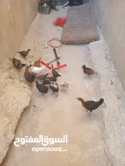  8 أرانب فرنسي عمر 3 الا 4شهور العدد 20 واحد اعور الكوم 4 ونقه بالجوز 10. 14 صوص 3 زاغر 12 كبار