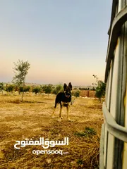  5 متاح ذكر ااااا