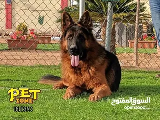  19 احجز لاقامه كلبك وراحته