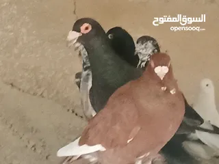  12 انواع حمام مشكلة للبيع