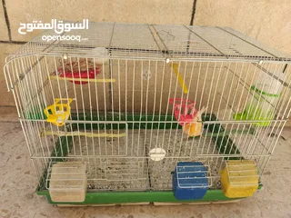  8 عصافير كناري للبيع