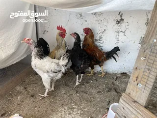  5 دجاج سيراما+كوتشينا+بلدي + فراخ بلدي او ابو رقبه + فرعوني او حبت رود ايلند
