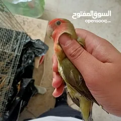  4 جوز روز شغال100٪