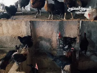  1 العمر من ثلاثه أشهر ولغايه سته أشهر