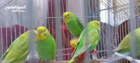  2 طيور حب بادجي للبيع عدد 5