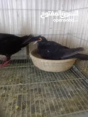  7 جواز حمام للبيع او بدل