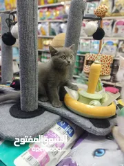  5 قطط سكوتش فولد وستريت اناث وذكور 60 يوم