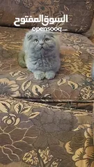  1 سكوتش فولد