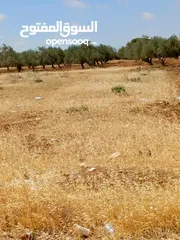  2 ارض للبيع في المغير حوض شعاب العناب
