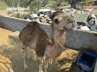  4 قعود كبار للذباح